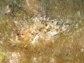 Scorpaena porcus